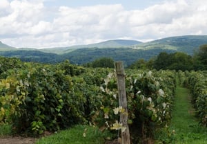 grape vineyard winery
